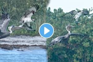 Shocking video Black Kite Fights With Herons For Fish In The River Animal Video Viral