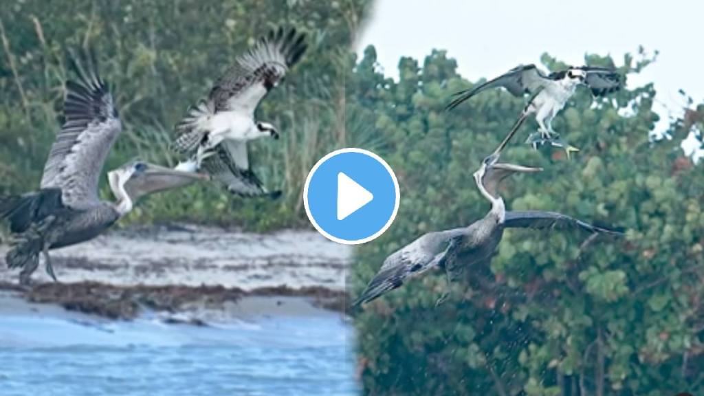 Shocking video Black Kite Fights With Herons For Fish In The River Animal Video Viral