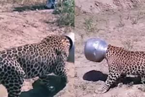 leopard's mouth got stuck in the water pot