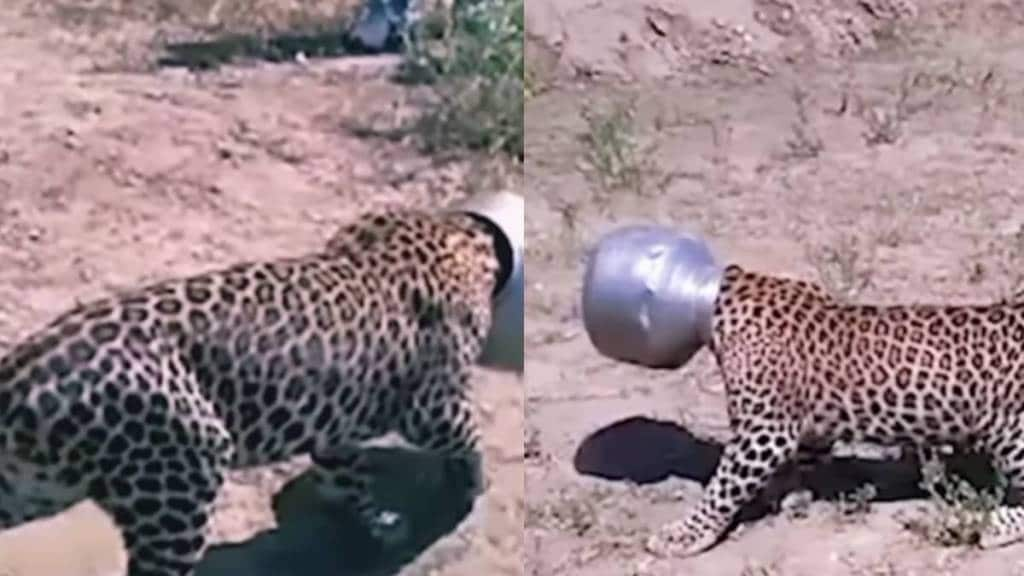 leopard's mouth got stuck in the water pot