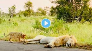 Lion Cub Learns Why You Dont Bite On Dads Tail funny Animal Video goes Viral on social media