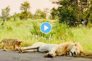 Lion Cub Learns Why You Dont Bite On Dads Tail funny Animal Video goes Viral on social media