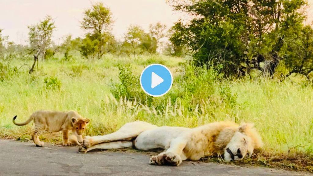 Lion Cub Learns Why You Dont Bite On Dads Tail funny Animal Video goes Viral on social media