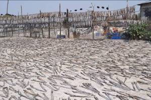 Government data has revealed that big decline in fish production in Konkan