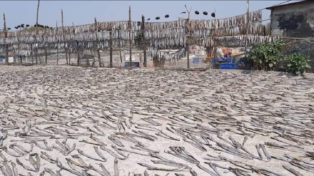 Government data has revealed that big decline in fish production in Konkan