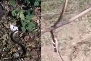 deadly fight going on between two highly venomous snakes Everyone shuddered to see this scene