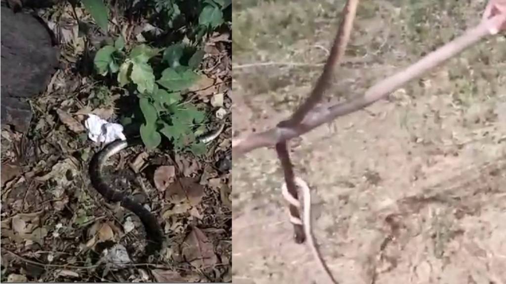 deadly fight going on between two highly venomous snakes Everyone shuddered to see this scene