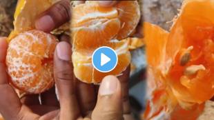 Larvae found in oranges