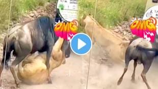 Lion and Buffalo Fight Video shocking video goes viral on social media