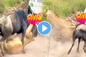 Lion and Buffalo Fight Video shocking video goes viral on social media