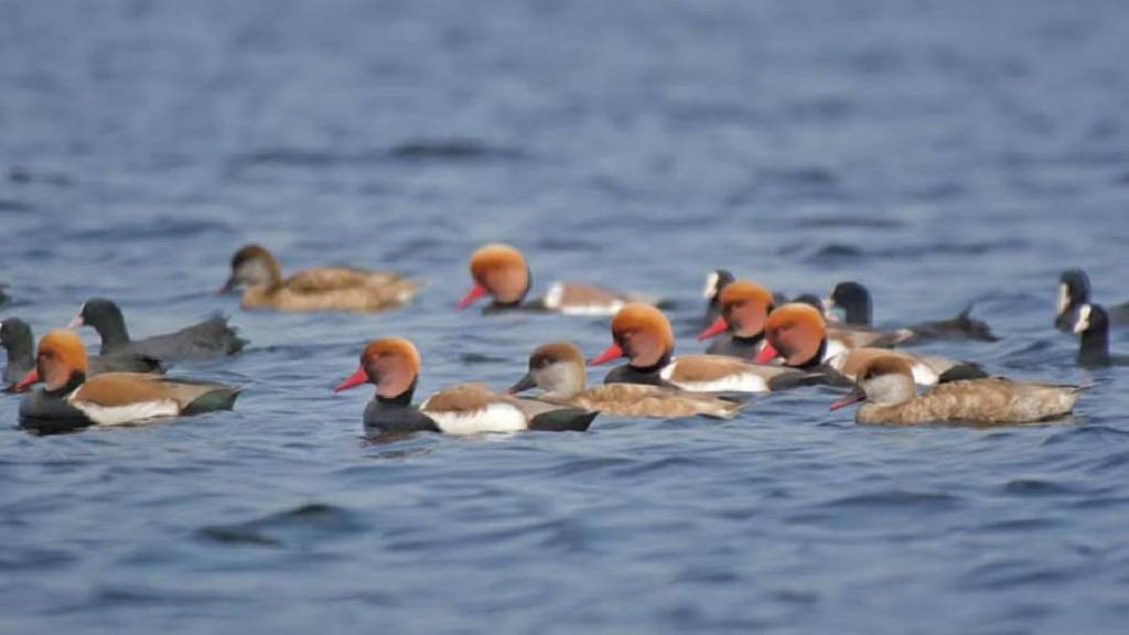 This year birds from Europe Central Asia Siberia Mongolia and Russia entered Irei dam area