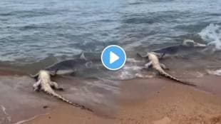 Shocking video Shark attacks crocodile carcass australia terrifying scene video goes viral on social