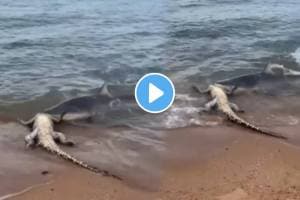 Shocking video Shark attacks crocodile carcass australia terrifying scene video goes viral on social