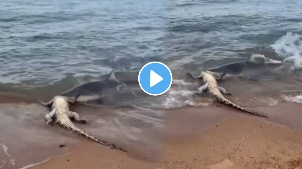 Shocking video Shark attacks crocodile carcass australia terrifying scene video goes viral on social