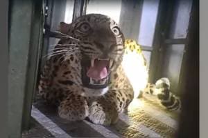 The forest department caught leopard by offering goat after it rejected chicken