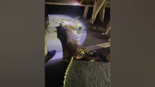 leopard died after being hit by speeding vehicle on Mumbai Pune Expressway on Tuesday night