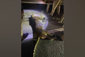 leopard died after being hit by speeding vehicle on Mumbai Pune Expressway on Tuesday night