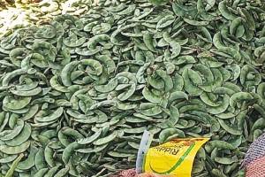 first crop has entered the market increasing appeal of spicy papati in Uran