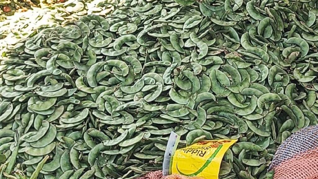 first crop has entered the market increasing appeal of spicy papati in Uran