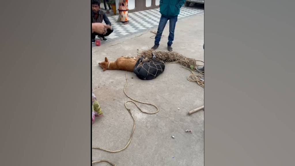 Citizens of Ashirwad Colony trapped dogs tied them in sacks and abandoned them in forest