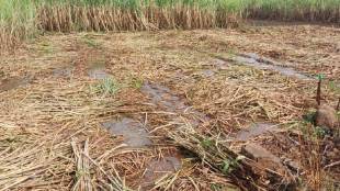 Kolhapur district hit by heavy unseasonal rain during night