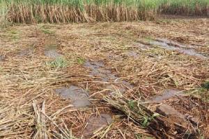 Kolhapur district hit by heavy unseasonal rain during night