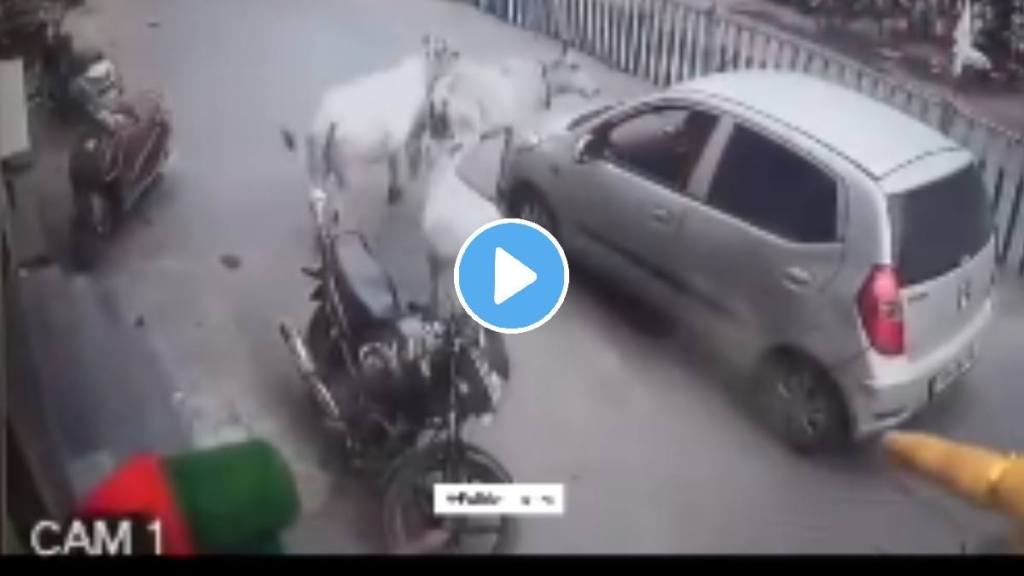 Shocking video A car drags a cow calf walking across the road for 200 meters watch what happened next