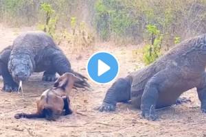 Shocking video Komodo Dragon Eat Goat In Just 5 Seconds Animal Video Viral