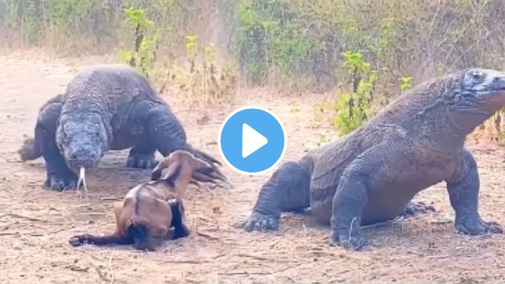 Shocking video Komodo Dragon Eat Goat In Just 5 Seconds Animal Video Viral