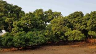 Cyclone Fengal caused rain in Sindhudurg mdisrupting mango blooming due to changing weather conditions