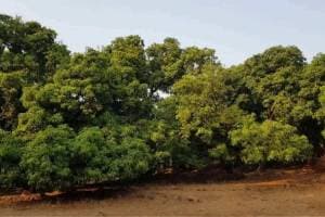 Cyclone Fengal caused rain in Sindhudurg mdisrupting mango blooming due to changing weather conditions