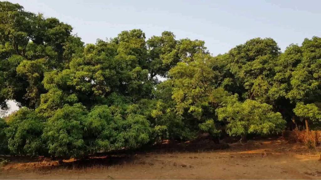 Cyclone Fengal caused rain in Sindhudurg mdisrupting mango blooming due to changing weather conditions