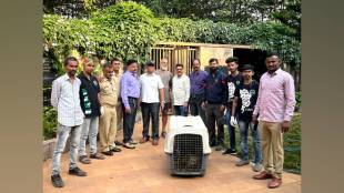 Forest department captured golden fox