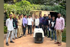 Forest department captured golden fox