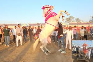 Sarangkheda Nandurbar Chetak Festival