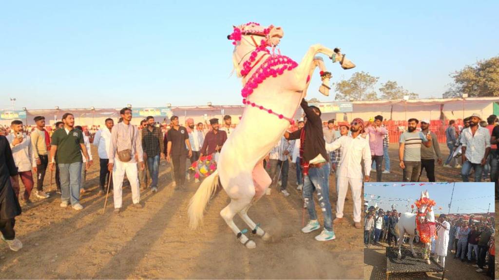 Sarangkheda Nandurbar Chetak Festival