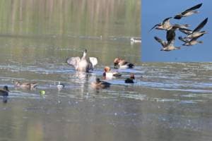 Migratory birds started arriving in Gondia district due to increasing cold in European countries