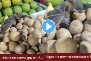 Shocking video Bat Spotted Eating Chikoo In Pune Market; Video Raises Health Concerns