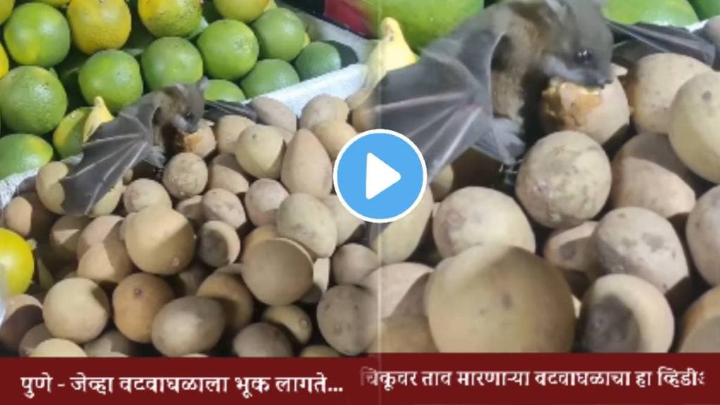 Shocking video Bat Spotted Eating Chikoo In Pune Market; Video Raises Health Concerns