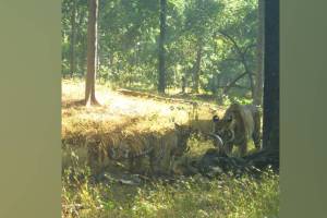 Citizens of Gondia and state experienced thrill of tigers in Navegaon Nagjira forest