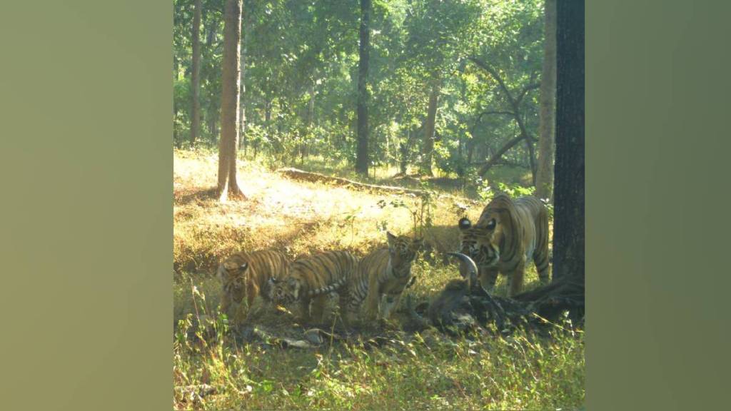 Citizens of Gondia and state experienced thrill of tigers in Navegaon Nagjira forest