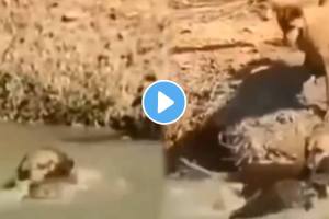 Dog Killed Crocodile Animal Video Viral Dog Fight With Crocodile Who Will Win Watch This Video Till End