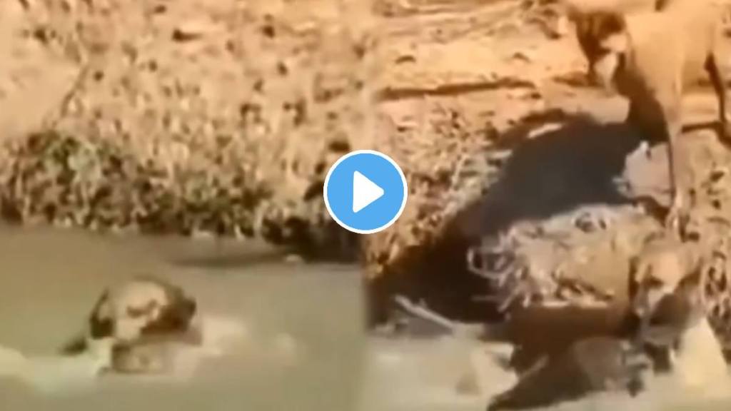 Dog Killed Crocodile Animal Video Viral Dog Fight With Crocodile Who Will Win Watch This Video Till End