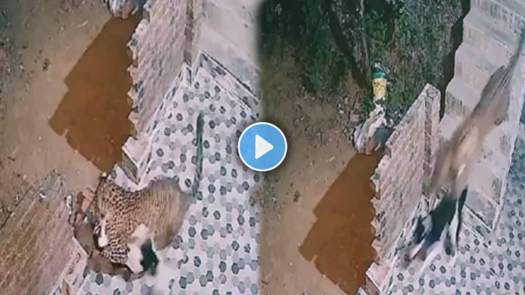 Leopard lost in front of dog