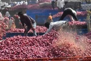 Onion auction in Solapur stalled for four days due to Mathadi protest