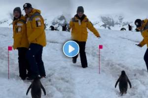 Penguin politely waits for couple