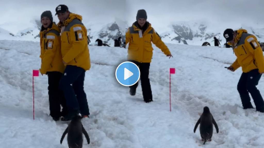 Penguin politely waits for couple