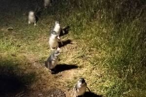 penguin parade on phillip island in australia