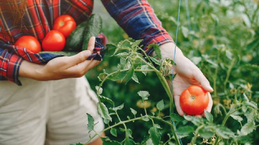 Pick them carefully to avoid damaging the plant