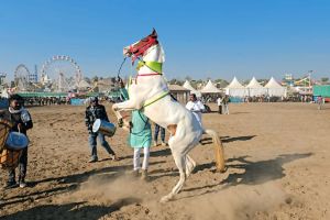 Sarangkheda horse market sees turnover of Rs 3 crore in 10 days